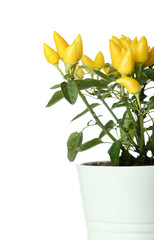 Pepper tree in pot on white background