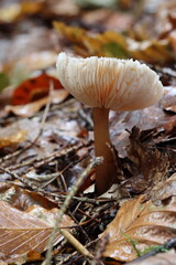 Fungi growing on a Forest Floor with dead leaves. Hamsterley Forest, County Durham. UK.