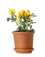 Pepper tree in pot on white background