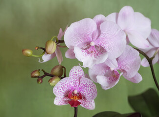 Obraz premium White-pink variegated flowers of the Phalaenopsis orchid of the varieties Queen Kiss and Beautiful smile with buds on a light green background, selective focus, horizontal orientation.