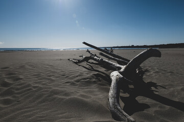 冬の青空と砂浜と流木　茨城県大洗町　12月