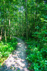 Curved wooden path through green jungle like thicket of trees in german forest nature landscape hiking paradise outdoors