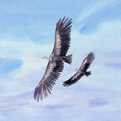 Two giant watercolor teratorns flying in the blue cloudy sky.
