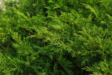 Green juniper branches in botanical garden