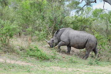 Naklejka premium white rhinoceros or square lipped rhinoceros, Ceratotherium simum