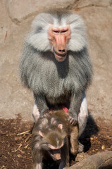 Zwei Paviane bei der Paarung