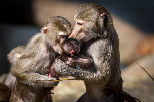 Zwei Paviane k&uuml;mmern sich liebevoll um eine Junges