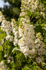 Branch of white lilac with green leaves and buds blooms on a green blurred background in summer. Vertical