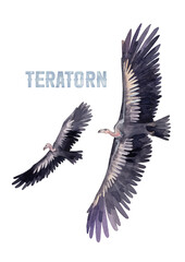 Two watercolor prehistoric flying teratorns isolated on white background.