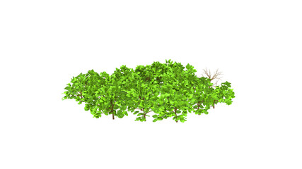 Obraz premium bush without shadow 3d render