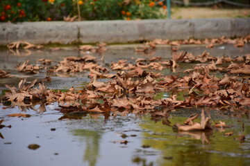 leaves in water