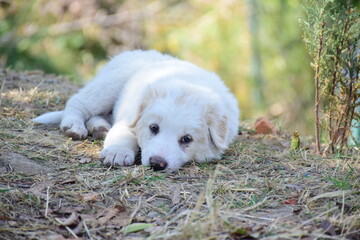 puppy in the grass