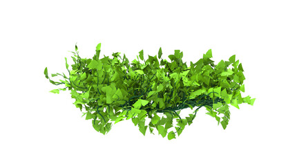 ivy plants without shadow 3d render