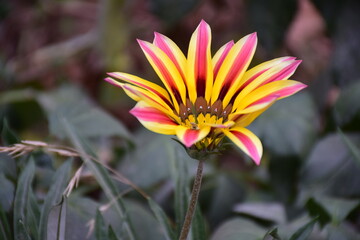 orange flower in the garden