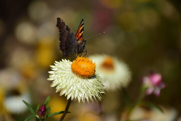 butterfly on flower