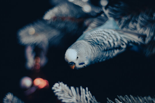 Papuga falista, Melopsittacus undulatus