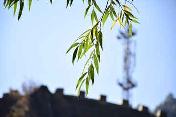 bamboo leaves against blue sky