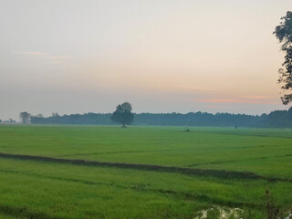 Fototapeta na wymiar Beautiful view of fields in Pilibhit Tiger Reserve in Uttar Pradesh, India