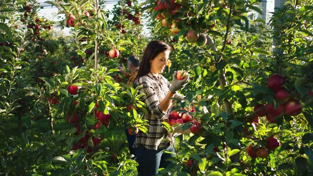 Beautiful charismatic woman farmer together with her husband working in the apple orchard they collect the apple harvest and put in the wooden chest