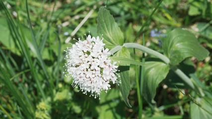 Valériane des montagnes ou Valeriana montana à inflorescence en corymbes rose pâle au sommet de tiges ramifiées au feuillage caulinaire, vert luisant, non pétiolé, pointu et denté
