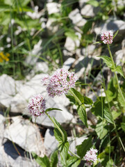 Valériane des montagnes ou Valeriana montana à inflorescence en corymbes rose pâle au sommet de tiges ramifiées au feuillage caulinaire, vert luisant, non pétiolé, pointu et denté