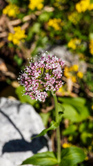 Obraz premium Valeriana montana | Valériane des montagnes aux fleurs blanches et rosées en bractées lancéolées-linéaires au sommet d'une tige glabre et rameuse