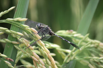 dragonfly on a green rice field