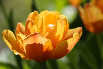 Macro photography of yellow tulip on a natural blurry soft green background