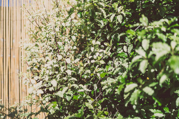 Fototapeta na wymiar close-up of pittosporum hedge plant outdoor in sunny backyard with bamboo fence in the background