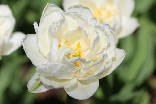 Macro photography of white tulip with selective focus on a natural blurry soft green background