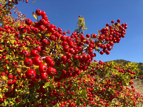 Cranberry berries with high vitamin content