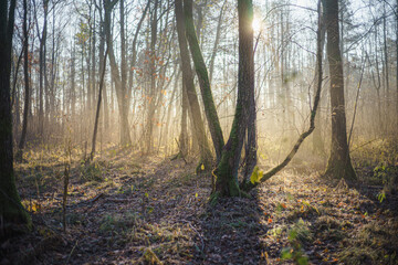 Słoneczny i mglisty jesienny poranek w Mazowieckim lesie