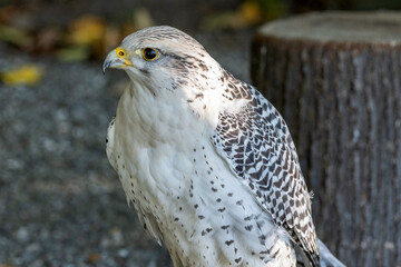 Myszołów © Marcin