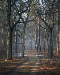 Piękny polski las pod Warszawą pod koniec złotej jesieni