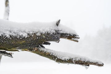 Snow and frost on a tree branch