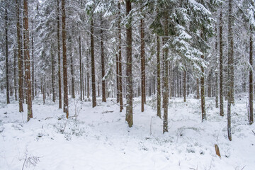 Frosty tree trunks in a coniferous forest