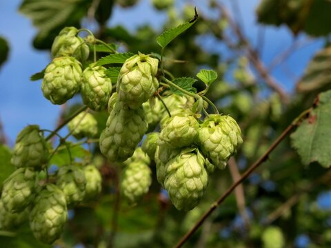 Plante: Du houblon sauvage.