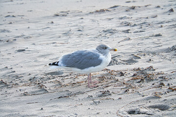 Seagull on the beach of the Baltic Sea