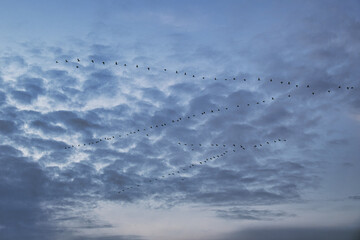 Cranes moving in formation in the sky. Migratory birds on the Darss.