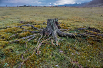 Stump from a tree with large roots on the meadow