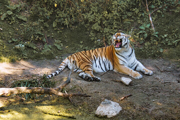siberian tiger yawning lying relaxed on a meadow. powerful predatory cat.