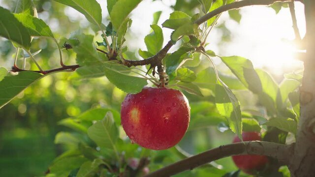 Details taking closeup in front of the camera ripe red apple from the tree in the middle of apple orchard