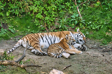 siberian tiger mother with her cub lying relaxed on a meadow. powerful predatory cat.