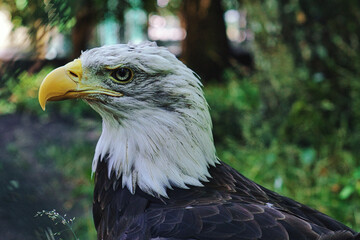 Bald eagle in portrait. The heraldic animal of the USA. Majestic bird of prey.