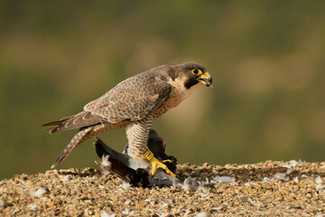 Halcon peregrino con presa en el campo