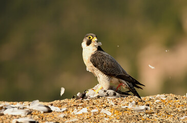 Halcon peregrino con presa en el campo