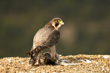 Halcon peregrino con presa en el campo