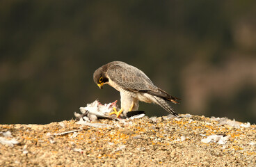 Halcon peregrino con presa en el campo