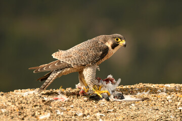 Halcon peregrino con presa en el campo
