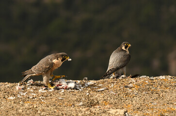 Halcon peregrino con presa en el campo